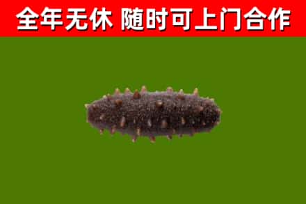苏尼特左旗回收海参干